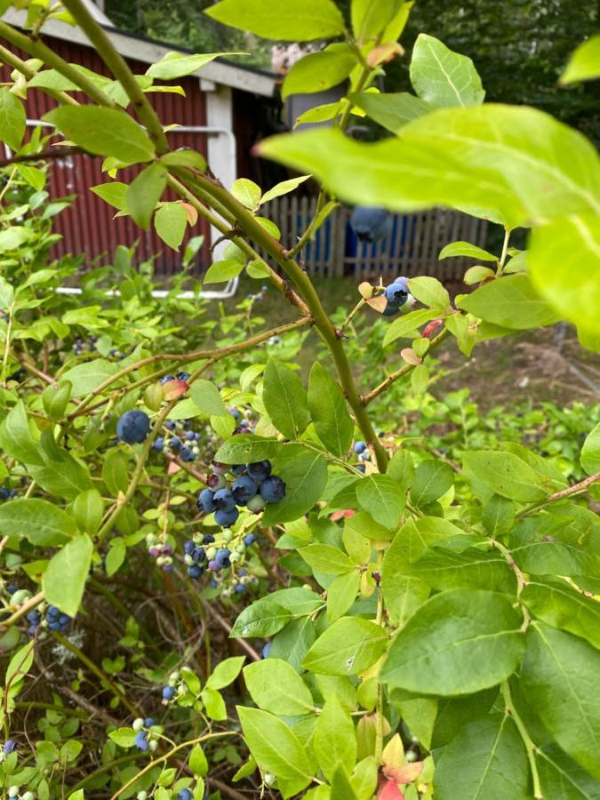Laettstaedad Stuga Med Bastu Och Inkluderande Kanot Odensjo Buitenkant foto